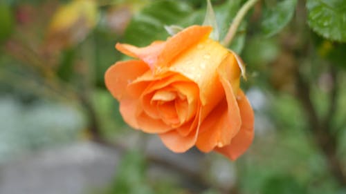 盛开的湿玫瑰花 · 免费素材视频