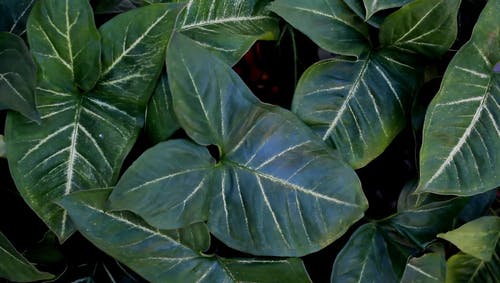 热带植物与大叶子在花园里 · 免费素材视频