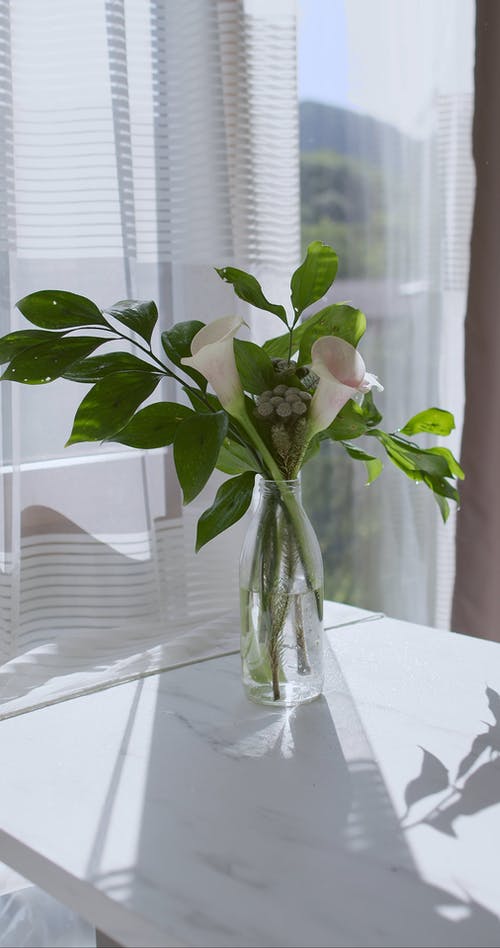 有关工厂, 植物群, 树叶的免费素材视频