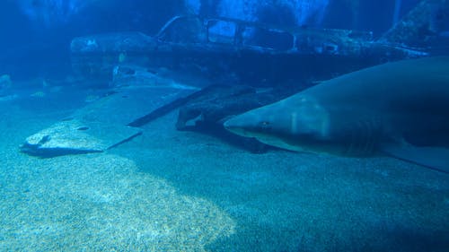 鱼在水族馆的镜头 · 免费素材视频