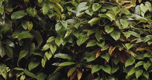 雨引起的园林植物的湿叶 · 免费素材视频