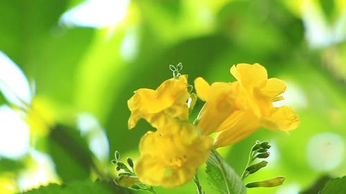 黄色的花的特写视图 · 免费素材视频