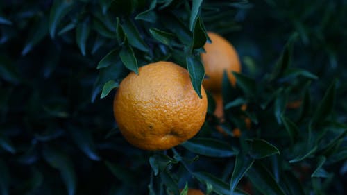 树上未采摘的橙色水果 · 免费素材视频