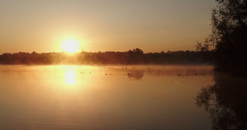 一群鸭子在有雾的湖面上划桨 · 免费素材视频