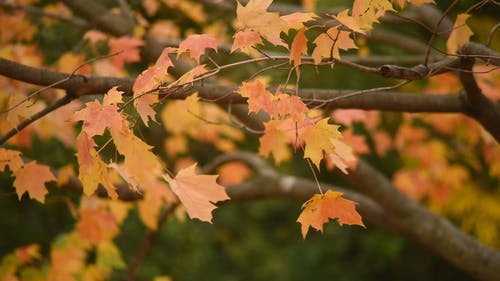 风吹过秋天的树的叶子 · 免费素材视频