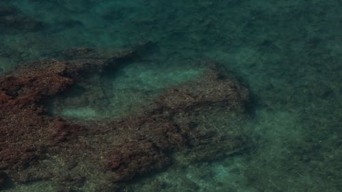 水晶般清澈的珊瑚礁 · 免费素材视频