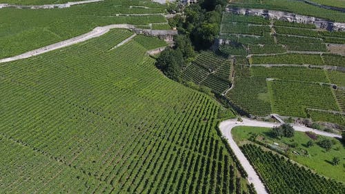 在山坡上的葡萄种植园的无人机画面 · 免费素材视频