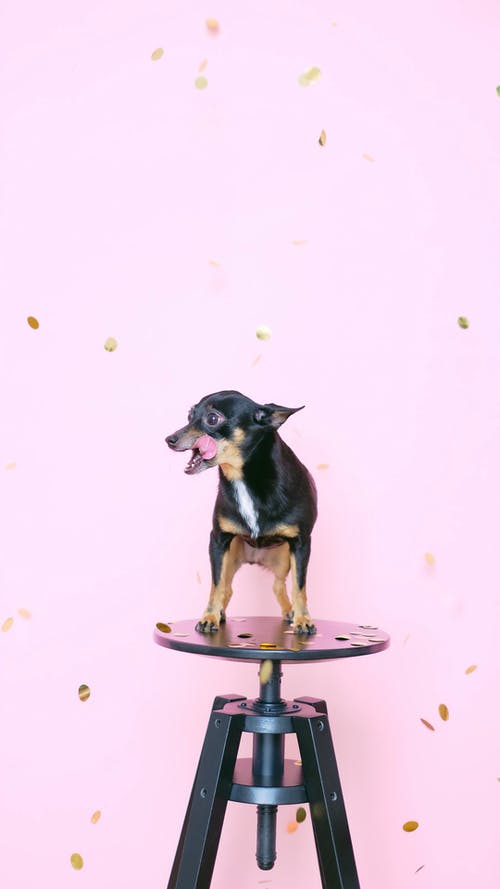 小狗站在凳子上 · 免费素材视频