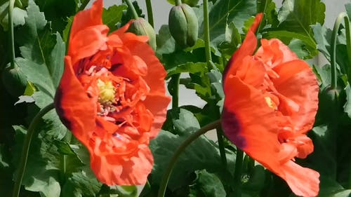盛开的红色罂粟花 · 免费素材视频