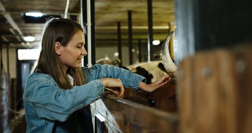 有关一群动物, 下田, 乳制品的免费素材视频