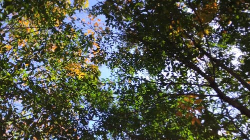 一棵树的绿色和金色叶子 · 免费素材视频