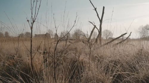 被野草覆盖的一棵连根拔起的枯树 · 免费素材视频