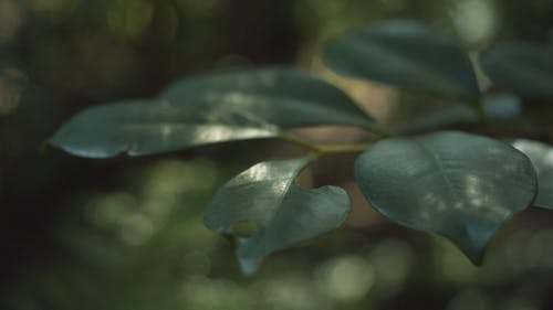 昆虫引起的植物叶子上的孔和缺口 · 免费素材视频