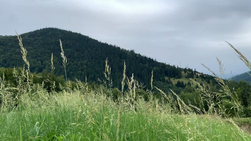 野草与种子一起成长 · 免费素材视频