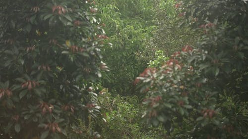 有关100毫米, 下雨天, 多雨的的免费素材视频