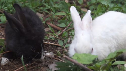有关兔子, 兔子耳朵, 动物的免费素材视频