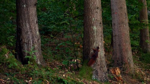 一只松鼠在森林里攀爬和行走的镜头 · 免费素材视频