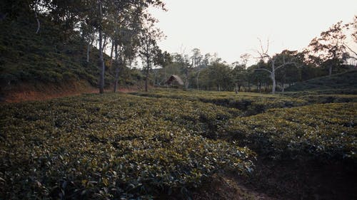 有关下田, 丘陵, 农地的免费素材视频