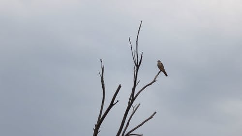 有关光秃秃的, 多云的天空, 鸟的免费素材视频