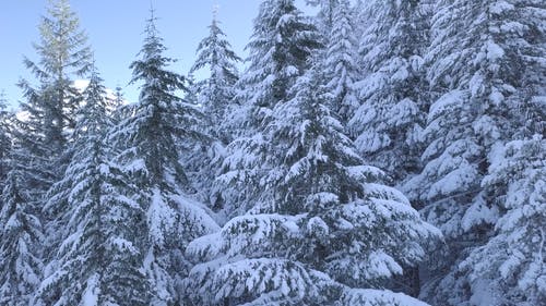 雪树视频 · 免费素材视频