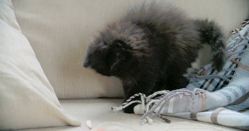 一只宠物小猫在沙发上玩的毯子 · 免费素材视频