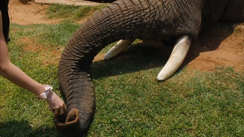 有关人, 动物, 可爱的免费素材视频