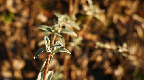 一棵植物的小绿叶在特写视图中 · 免费素材视频