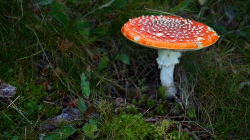 红蘑菇生长在草地上 · 免费素材视频