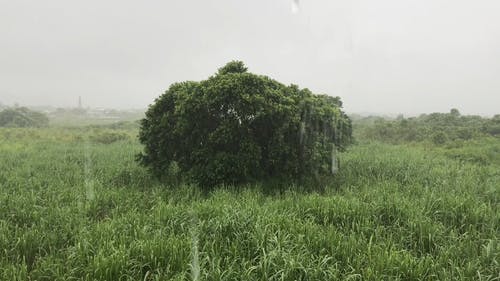 有关@户外, 下雨, 下雨天的免费素材视频