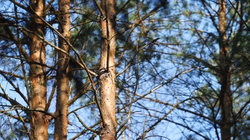有关分支机构, 摇摆, 森林的免费素材视频
