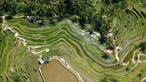 游客经常在山上种植水稻梯田 · 免费素材视频