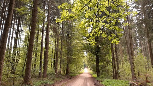 有关forestpark, 人行道, 充满活力的免费素材视频