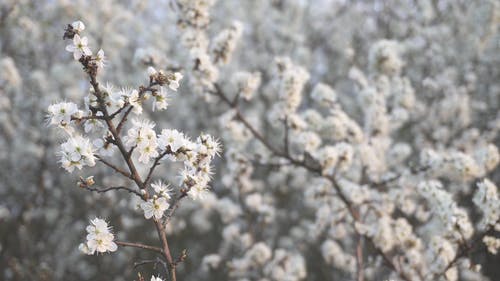 有关分公司, 天性, 户外的免费素材视频