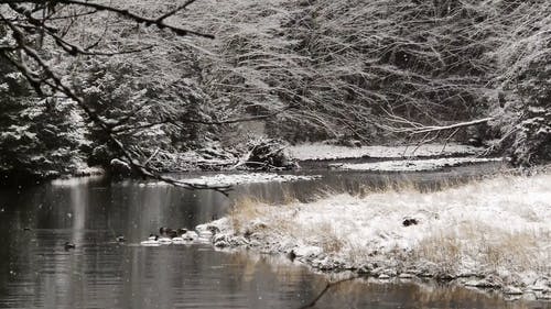 有关下雪, 下雪天, 冬季的免费素材视频