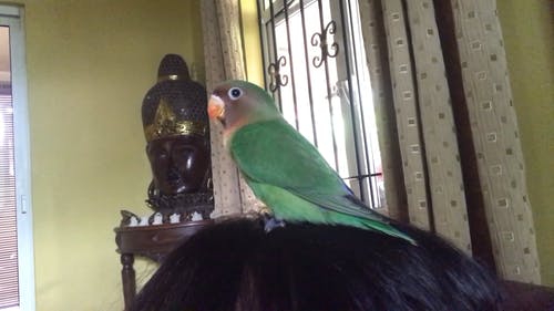 有关动物, 宠物, 羽毛的免费素材视频