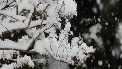 有关冬季, 大雪覆盖, 季节的免费素材视频