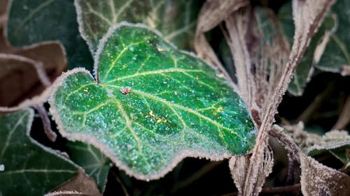 在寒冷的天气中，植物叶片上可见的霜冻 · 免费素材视频