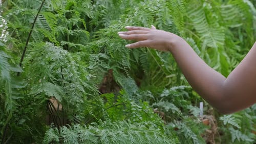 一个女人用手指穿过花园里的植物的叶子 · 免费素材视频