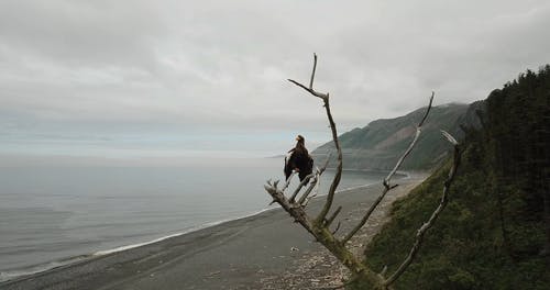 有关分公司, 动物, 叶儿的免费素材视频