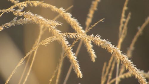 有关seedhead, 乾草, 小穗的免费素材视频