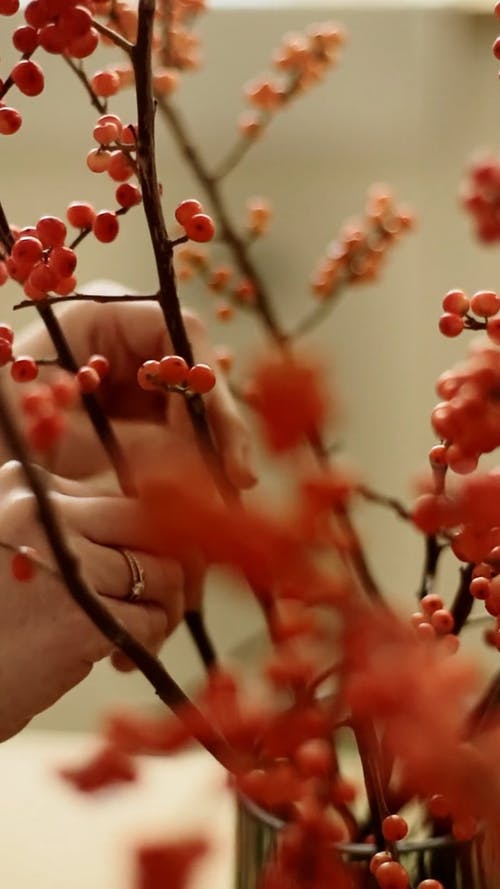 一个人在花瓶里安排人工浆果的茎 · 免费素材视频