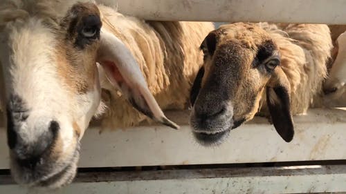 有关动物养殖, 国内, 山羊的免费素材视频