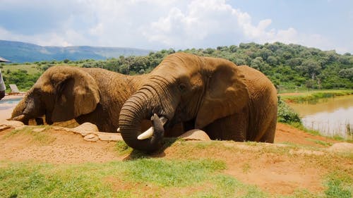 有关动物, 可爱, 大象的免费素材视频