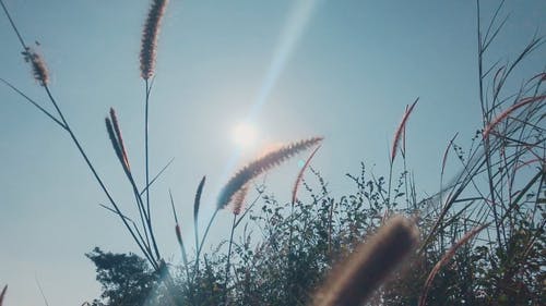 野草上的小穗安排 · 免费素材视频