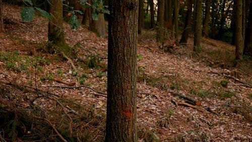 破碎的树干上的木头碎片 · 免费素材视频