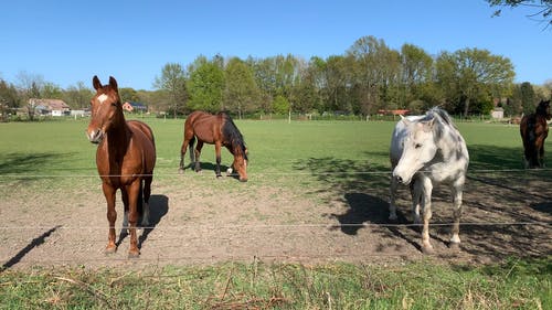 有关动物, 品种, 棕色的马的免费素材视频