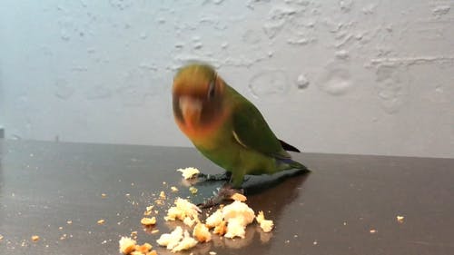 有关吃, 宠物, 爱鸟的免费素材视频