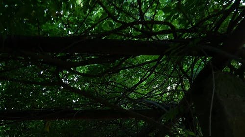 用于植物爬行和生长的木乔木 · 免费素材视频