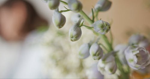 有关一串, 一束花, 一束鲜花的免费素材视频