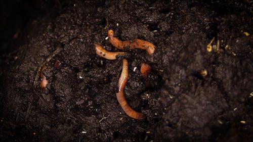 Bur在堆肥土壤上挖洞 · 免费素材视频